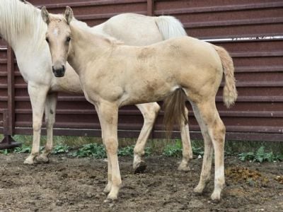 Eowyn Topsail JW <BR>AQHA PENDING